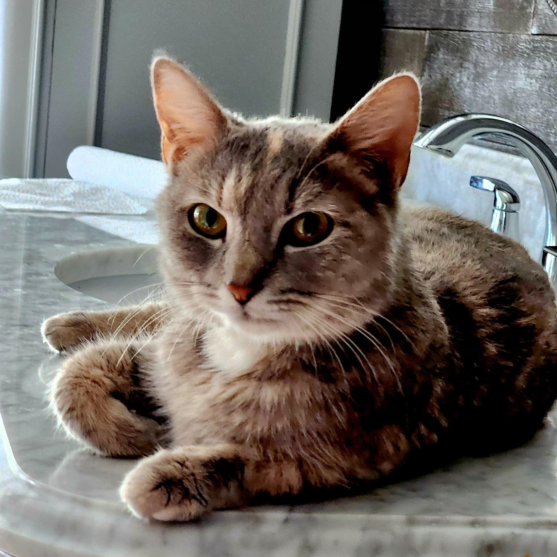 Verbena, Adoptable, Young Female Domestic Short Hair.