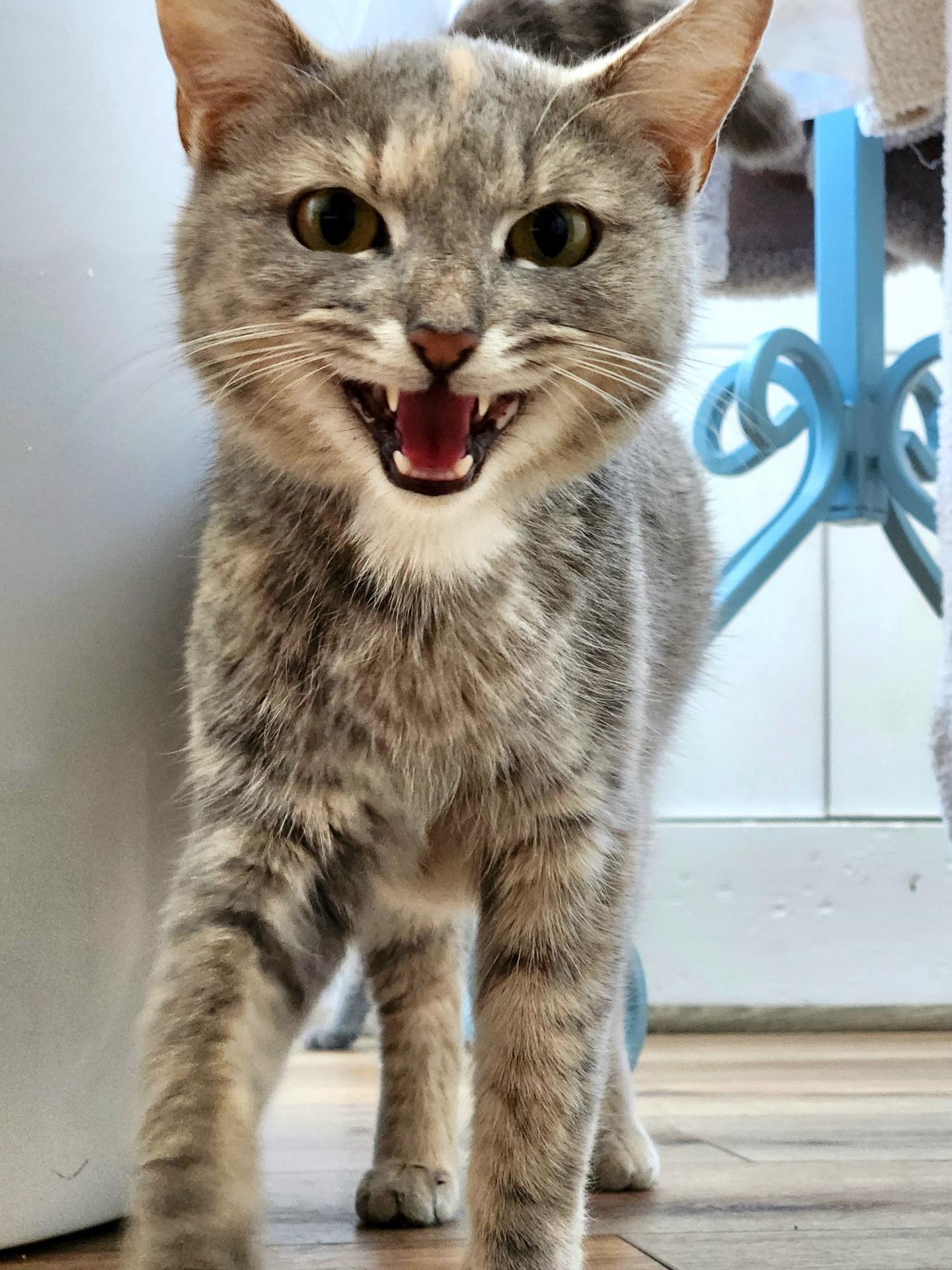 Enlarge Verbena, a Adoptable Domestic Short Hair in Maryville, TN image 2/2