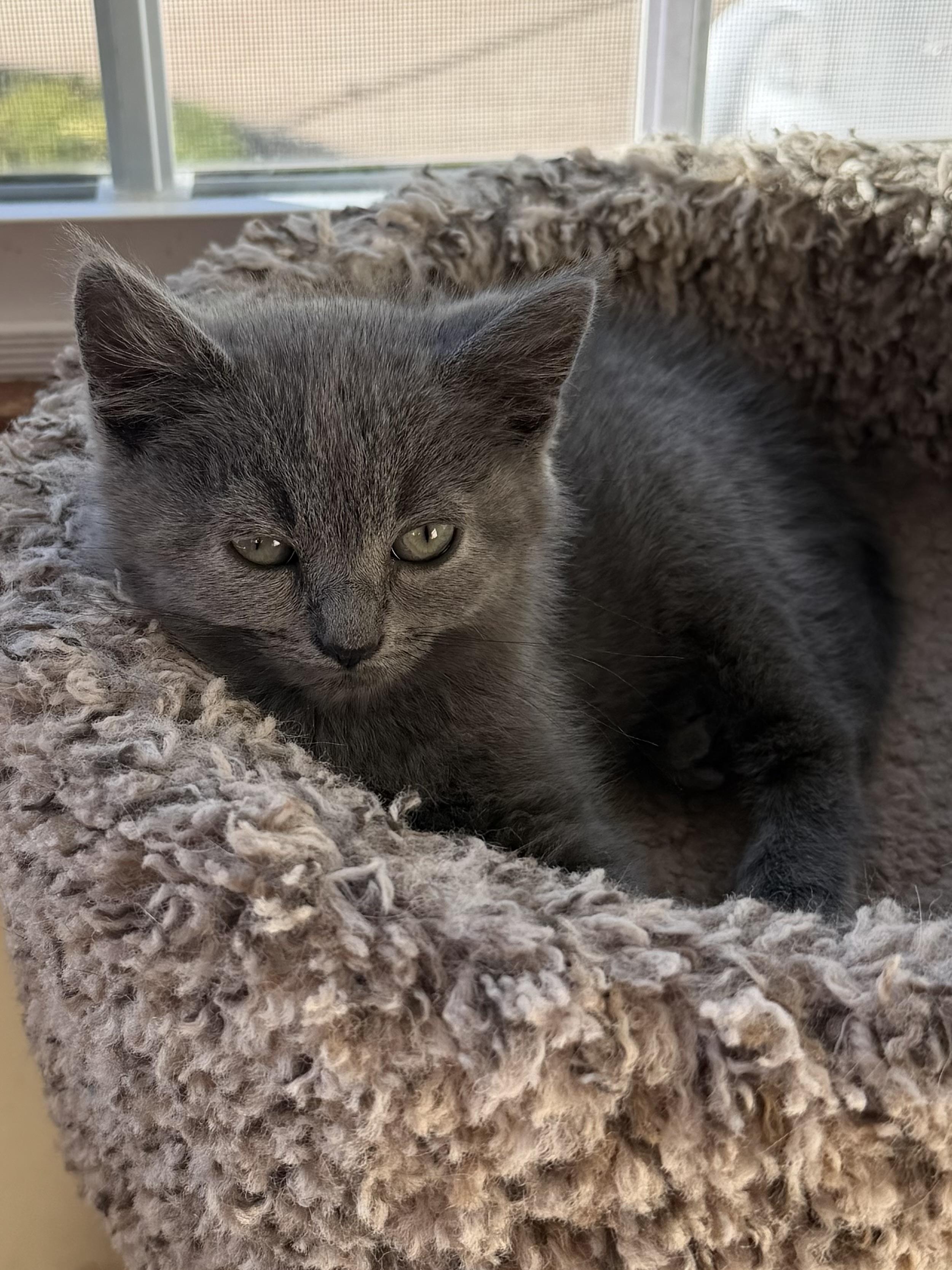 Seraphina, Adoptable, Kitten Female Domestic Short Hair.