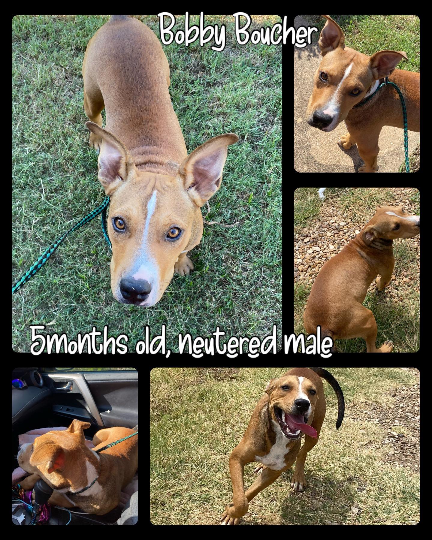 Water Boy aka Bobby Boucher, Adoptable, Adult Male Black Mouth Cur.