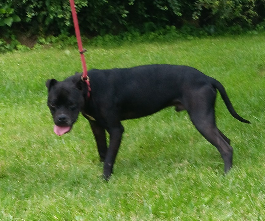 Ryder photo 2