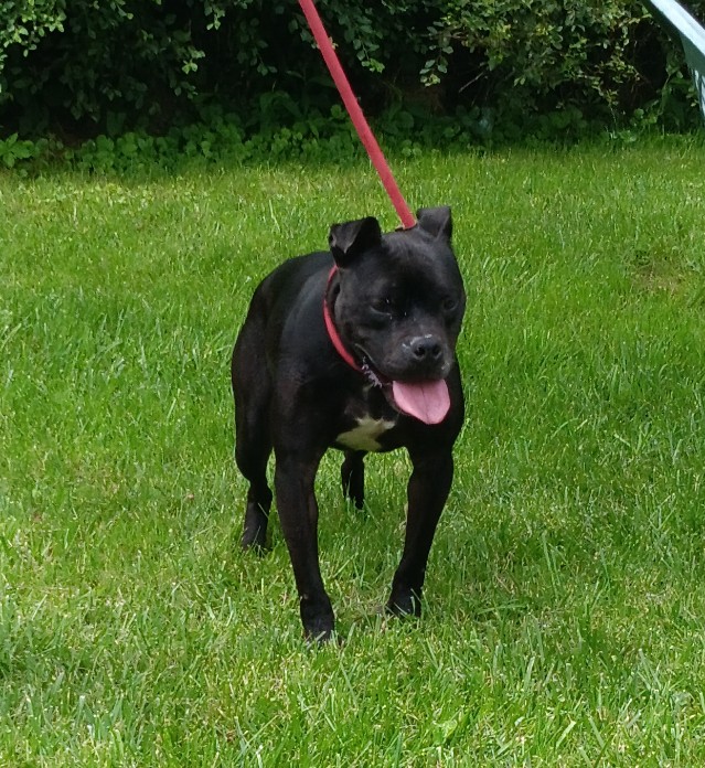 Ryder photo 1