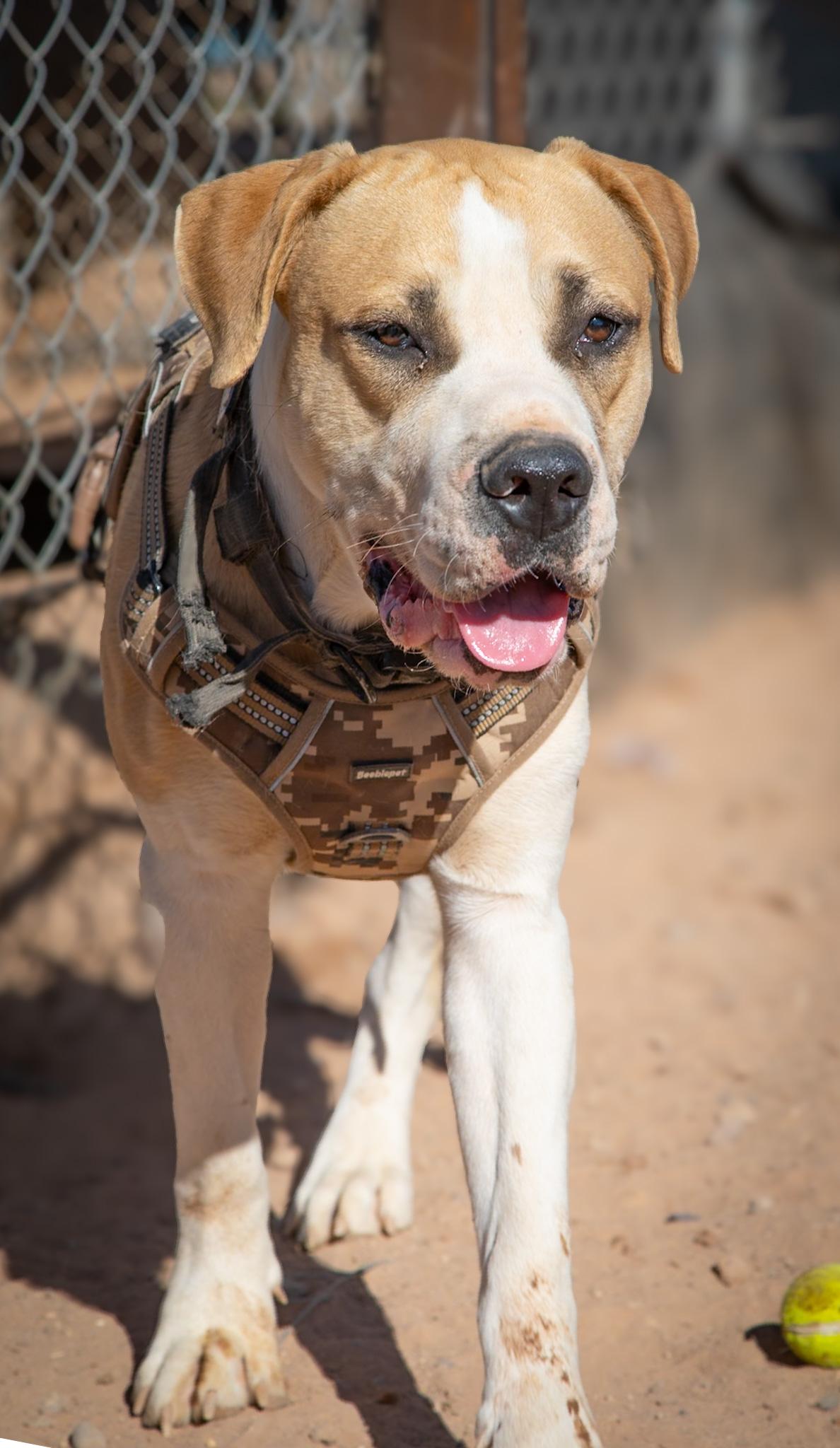 Enlarge William, a ADOPTABLE Cane Corso in Casa Grande, AZ image 2/5