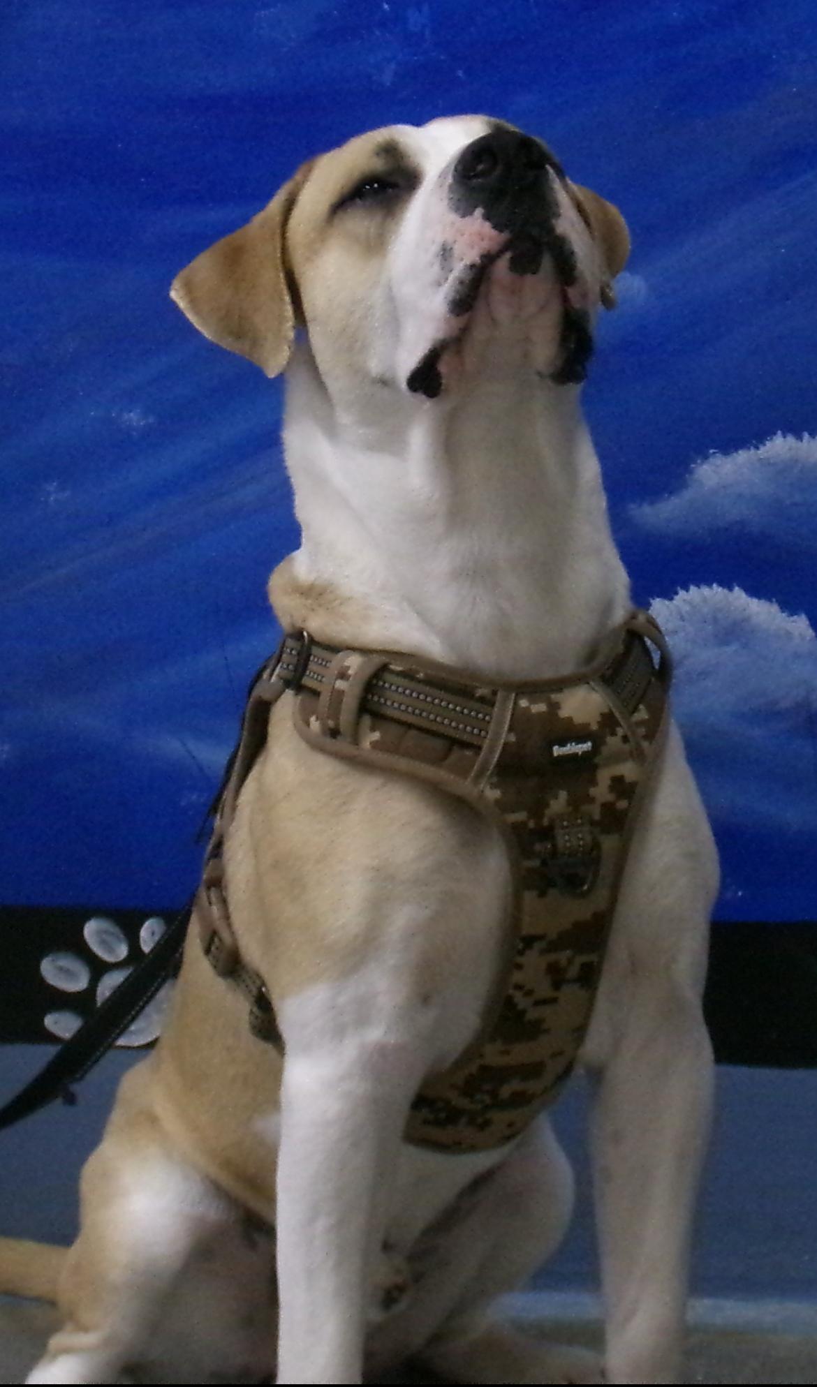 Enlarge William, a ADOPTABLE Cane Corso in Casa Grande, AZ image 4/5