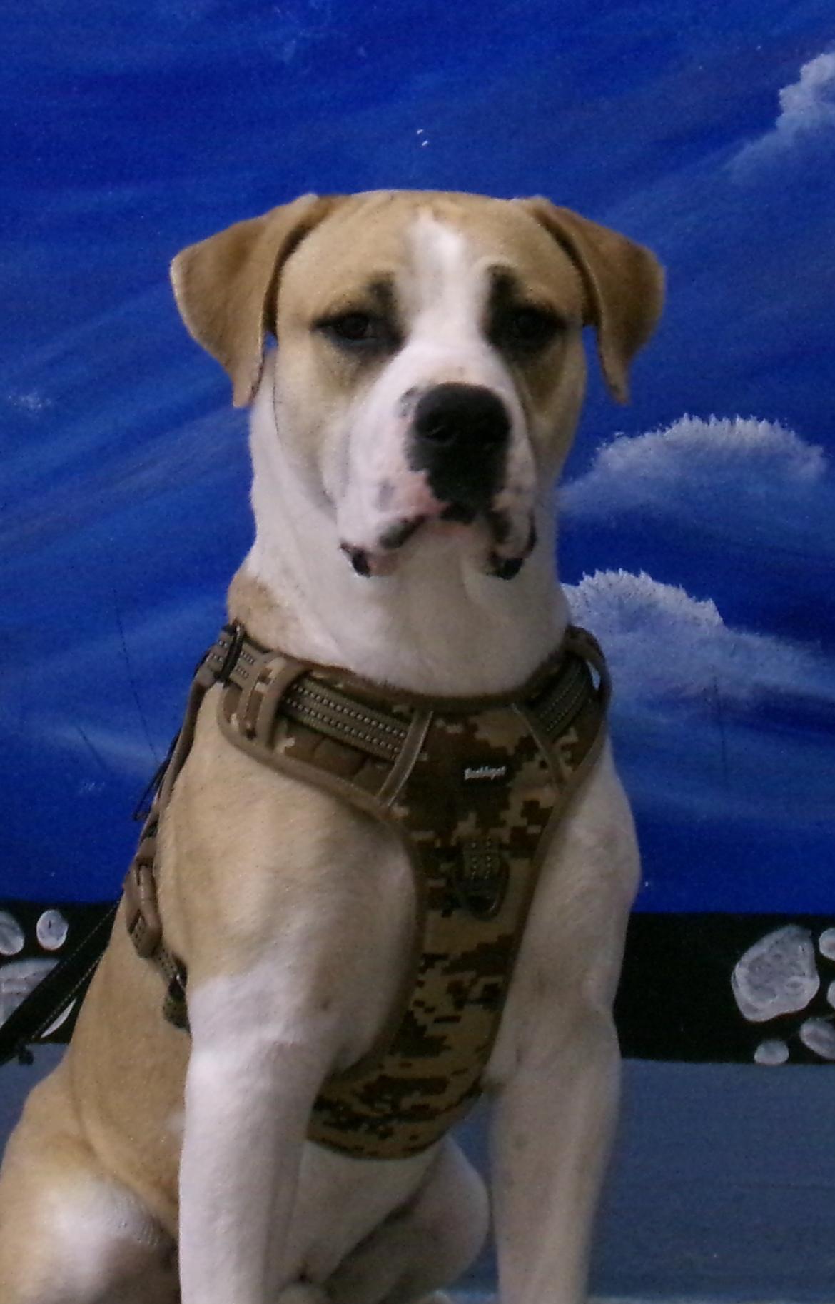 Enlarge William, a ADOPTABLE Cane Corso in Casa Grande, AZ image 1/5