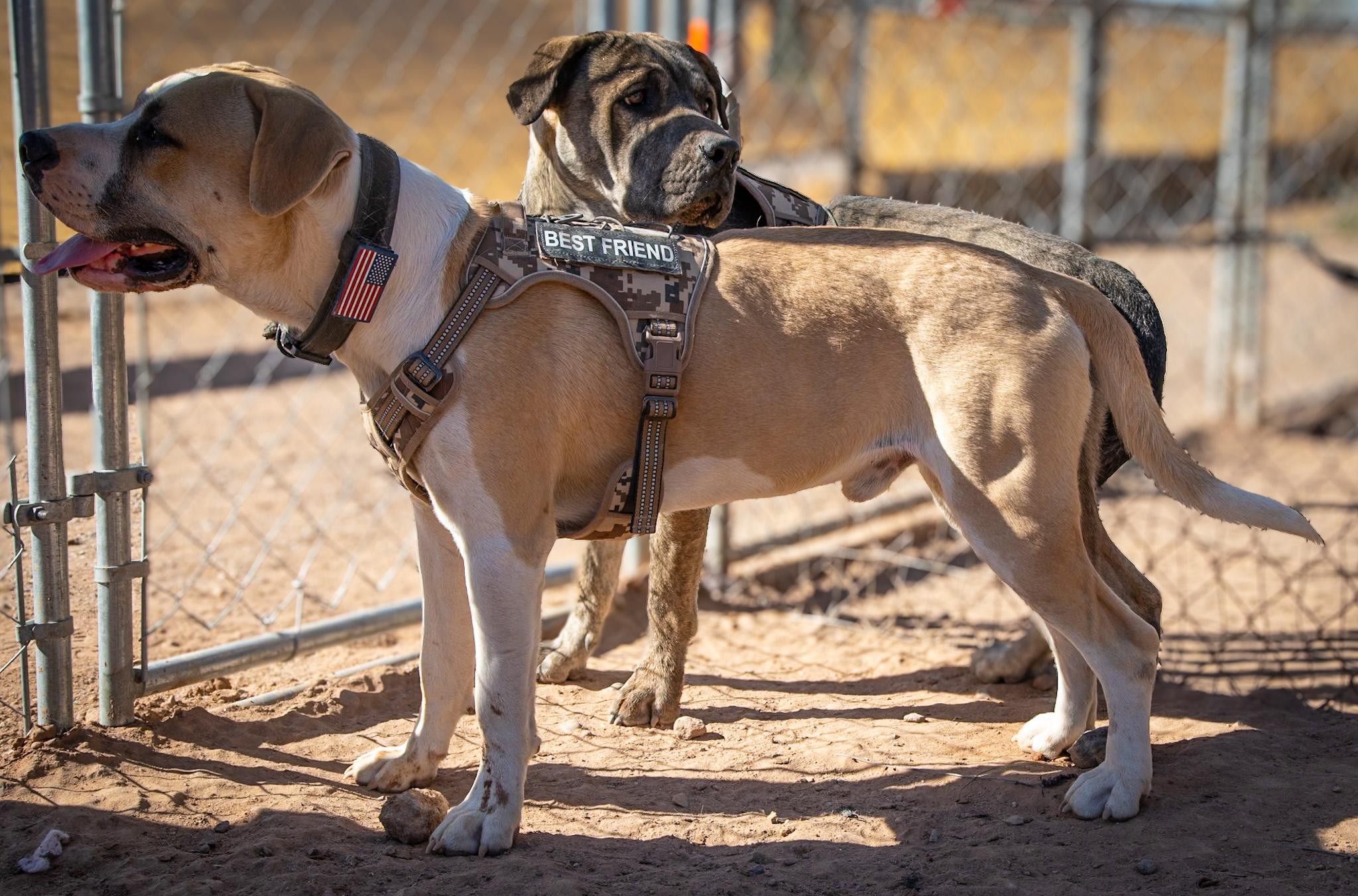 Enlarge William, a ADOPTABLE Cane Corso in Casa Grande, AZ image 3/5