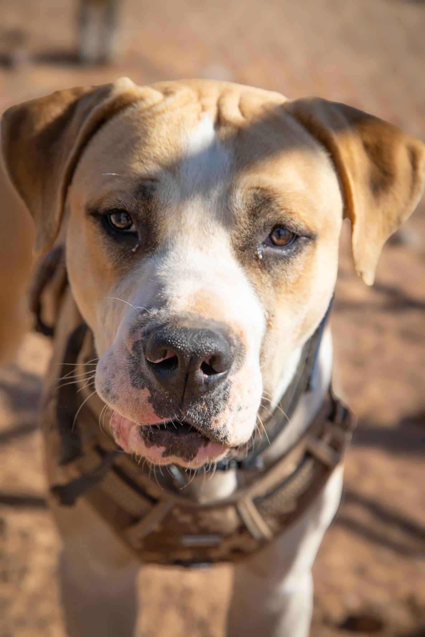 Enlarge William, a ADOPTABLE Cane Corso in Casa Grande, AZ image 5/5
