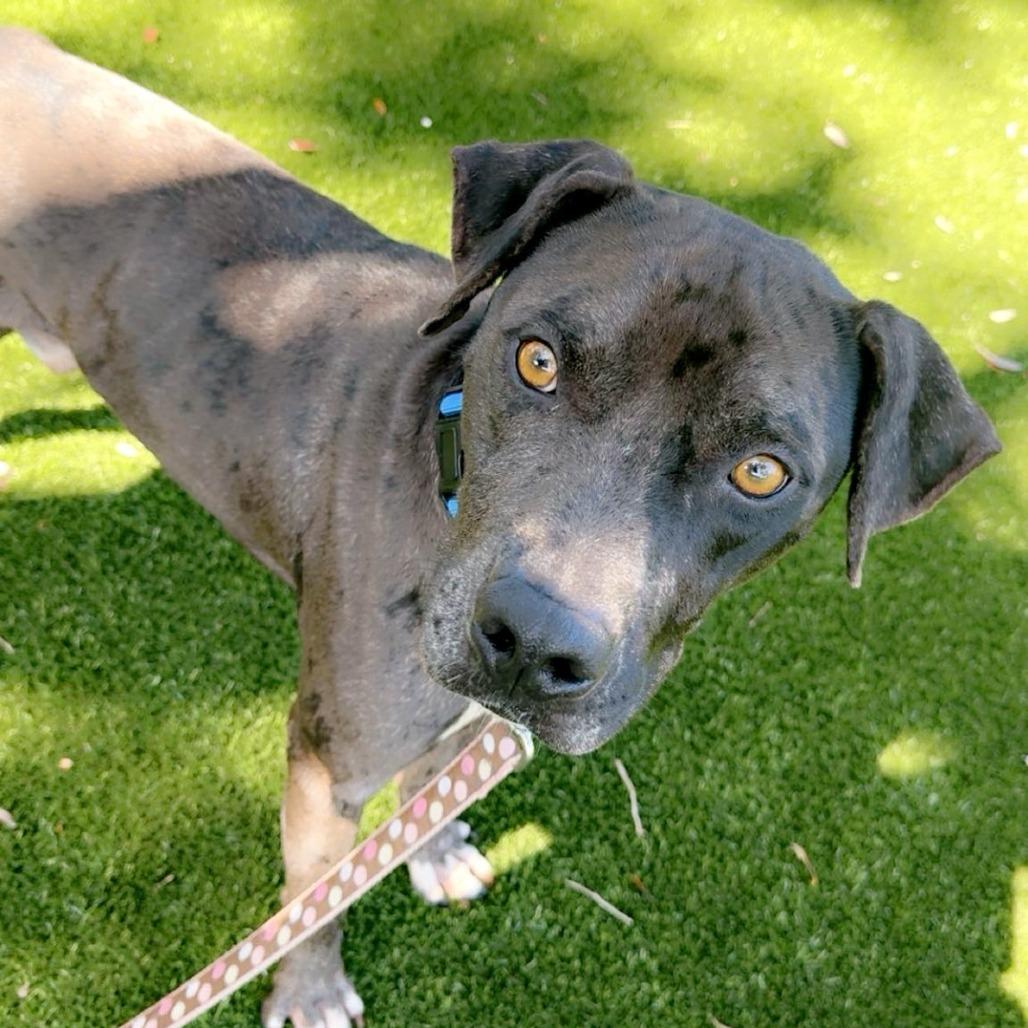 Cole, Adoptable, Adult Male Mixed Breed.