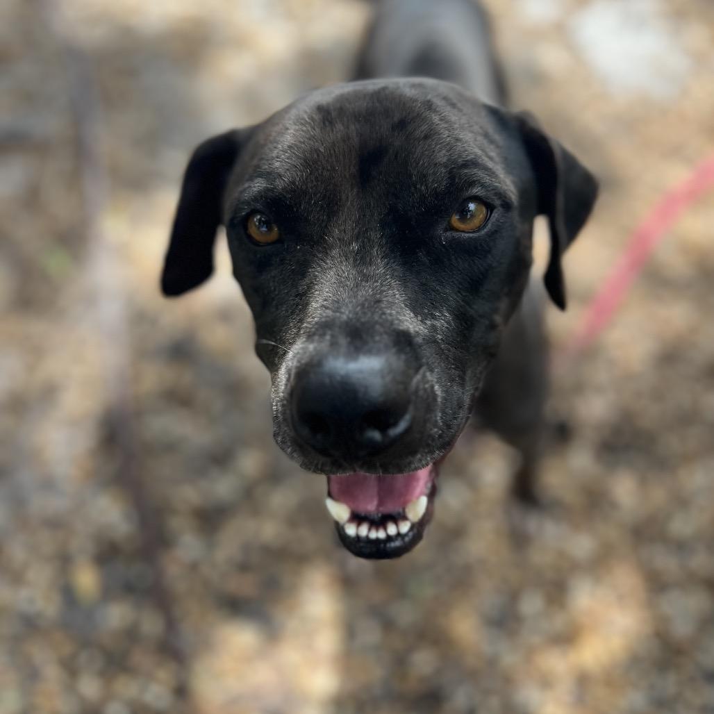 Cole, a Adoptable Mixed Breed in Sarasota, FL image 2/6