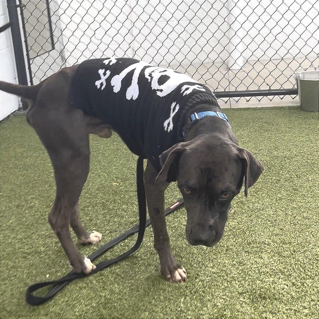 Cole, a Adoptable Mixed Breed in Sarasota, FL image 4/6