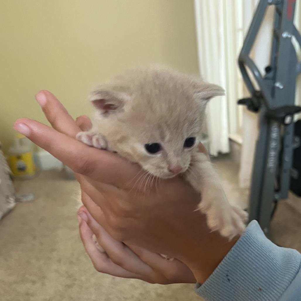 Jelly Bean 2226, Adoptable, Kitten Female Domestic Short Hair.