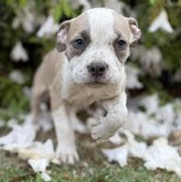 Enlarge Yoshi, a Adoptable mixed breed in Ayden, NC image 2/5