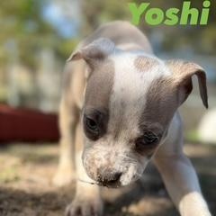 Enlarge Yoshi, a Adoptable mixed breed in Ayden, NC image 3/5