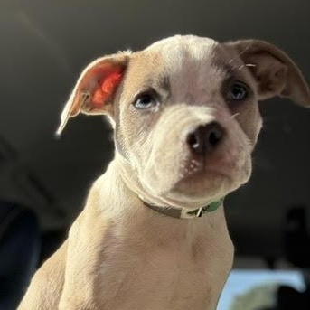 Enlarge Yoshi, a Adoptable mixed breed in Ayden, NC image 5/5