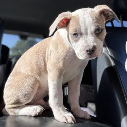 Enlarge Yoshi, a Adoptable mixed breed in Ayden, NC image 4/5