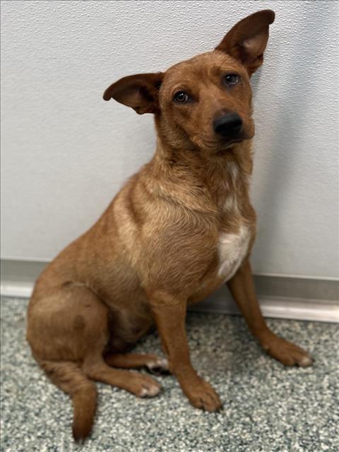 MAGGIE, Adoptable, Adult Female German Shepherd Dog & Labrador Retriever.