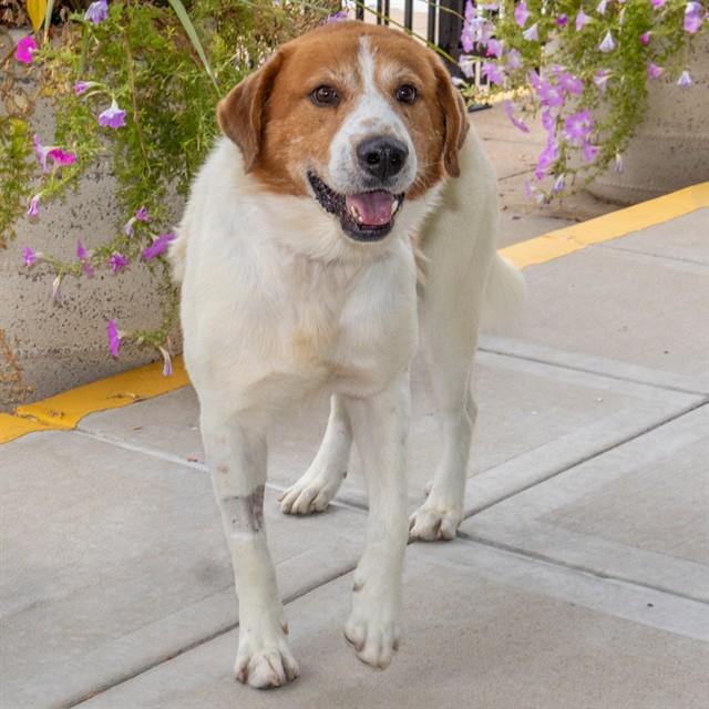 DONKEY, Adoptable, Adult Male Great Pyrenees & Mixed Breed.
