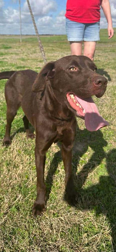 Piper — thumbnail 2