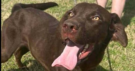 Piper — thumbnail 3