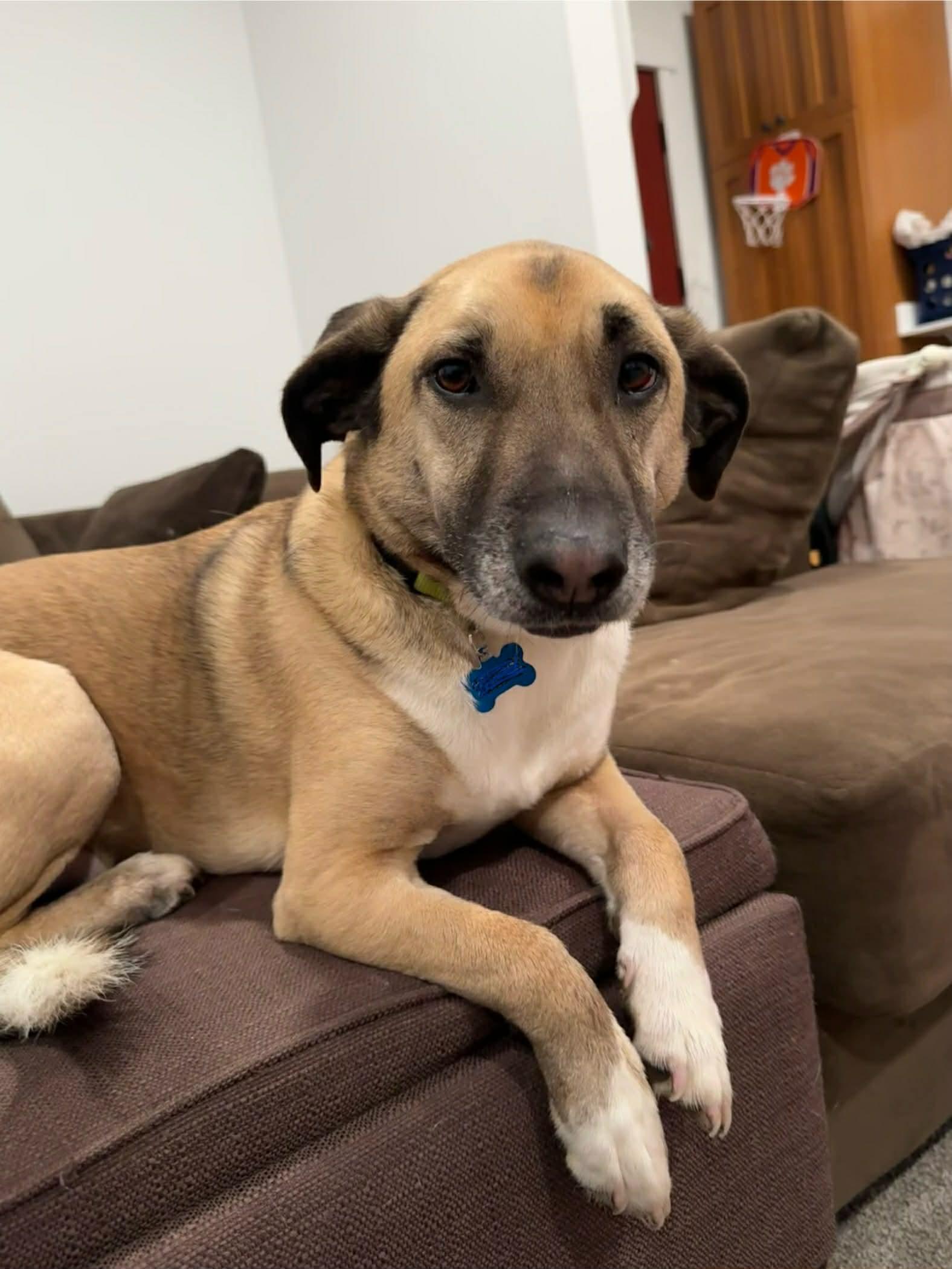 Boomer, adopted, Adult Male Shepherd & Corgi.