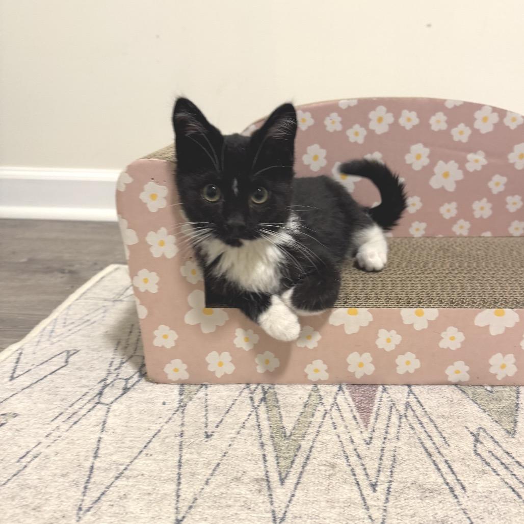 Gideon, Adoptable, Kitten Male Domestic Short Hair.