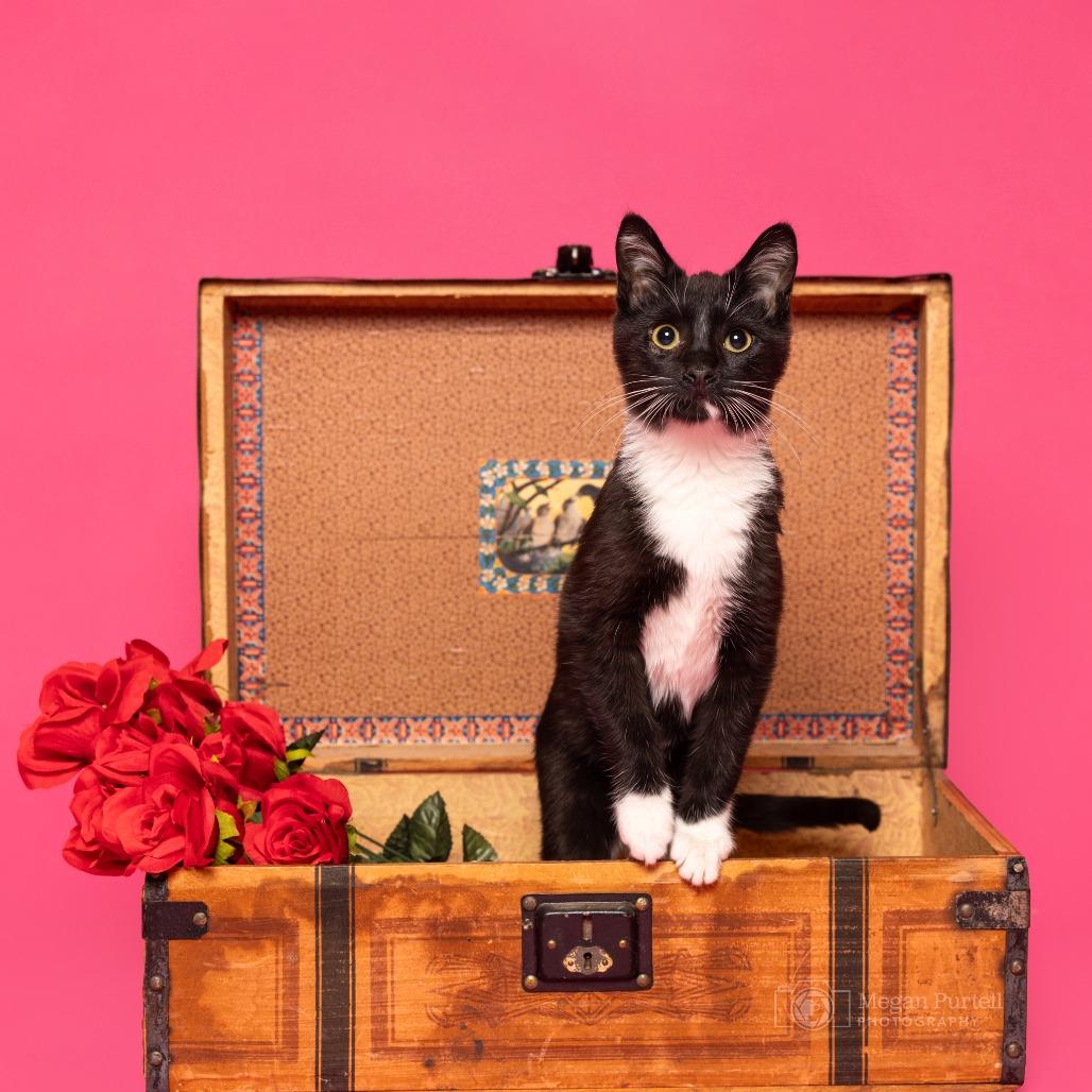 Gideon — thumbnail 3