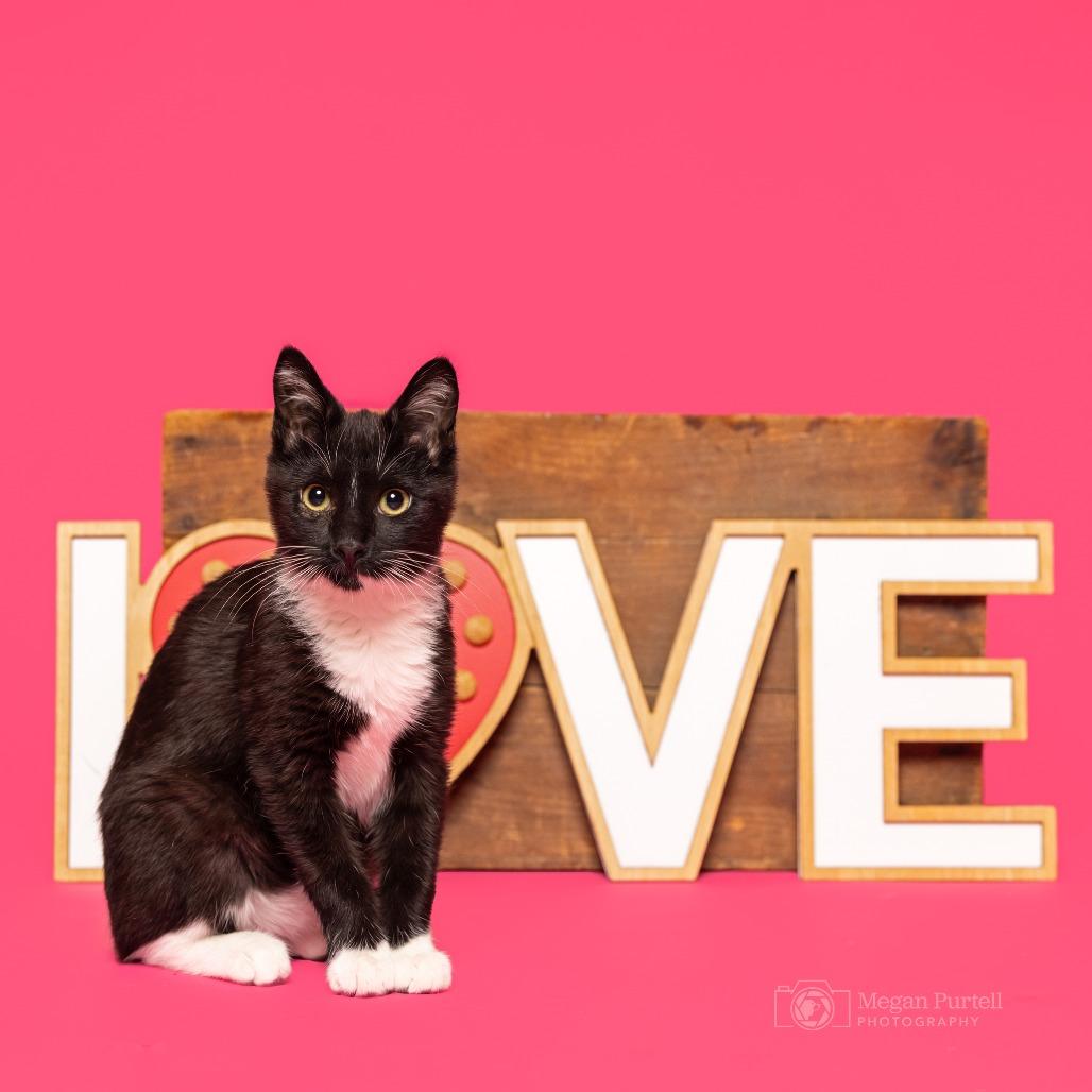 Gideon — thumbnail 4