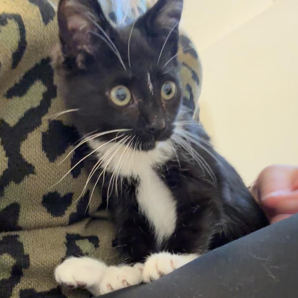 Gideon — thumbnail 5