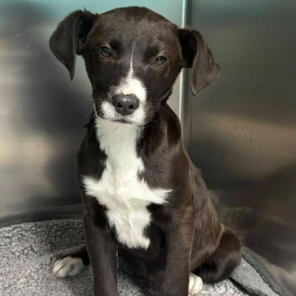 Valentino, Adoptable, Puppy Male Black Labrador Retriever & Beagle.