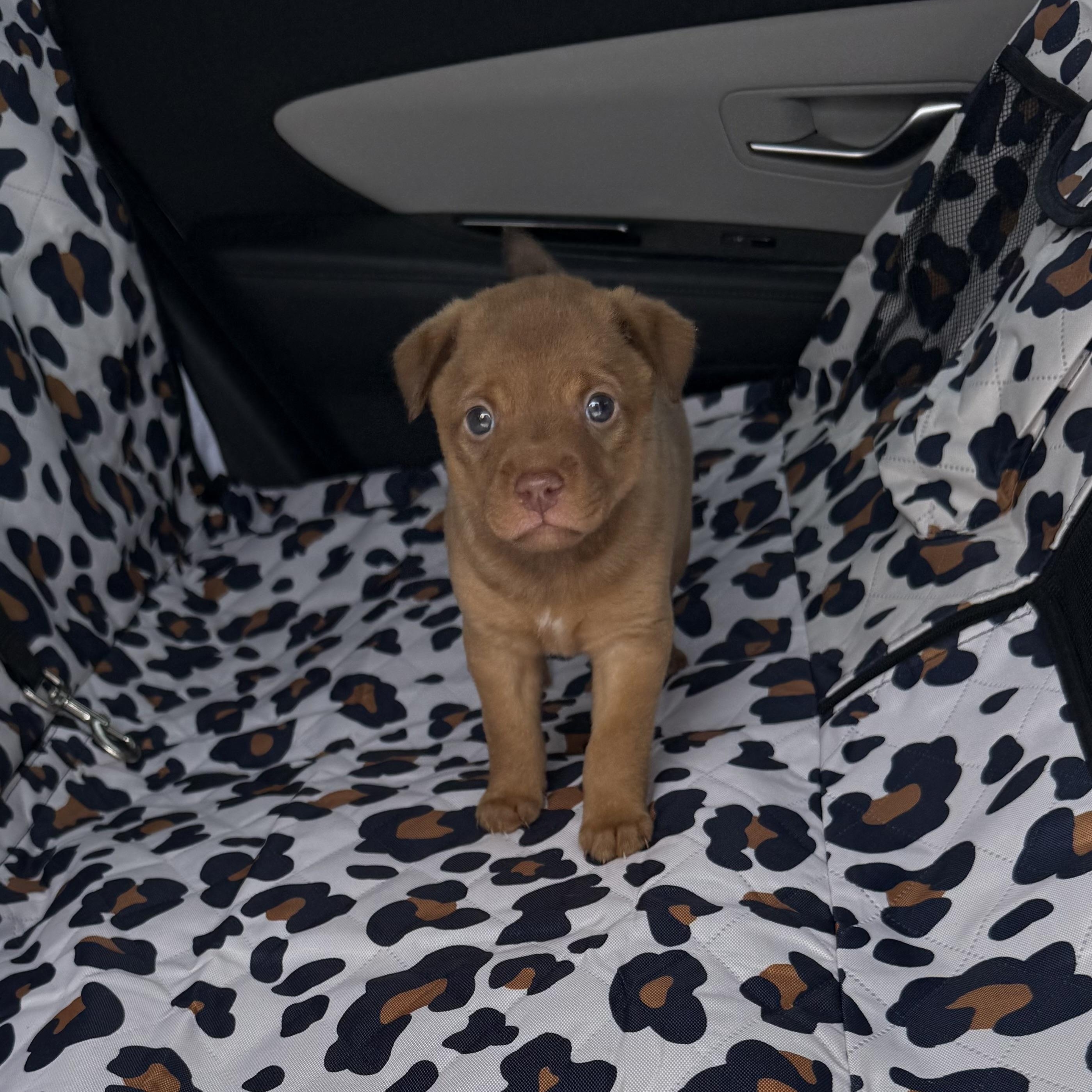Otis, an adopted mixed breed in Parker, CO image 3/5