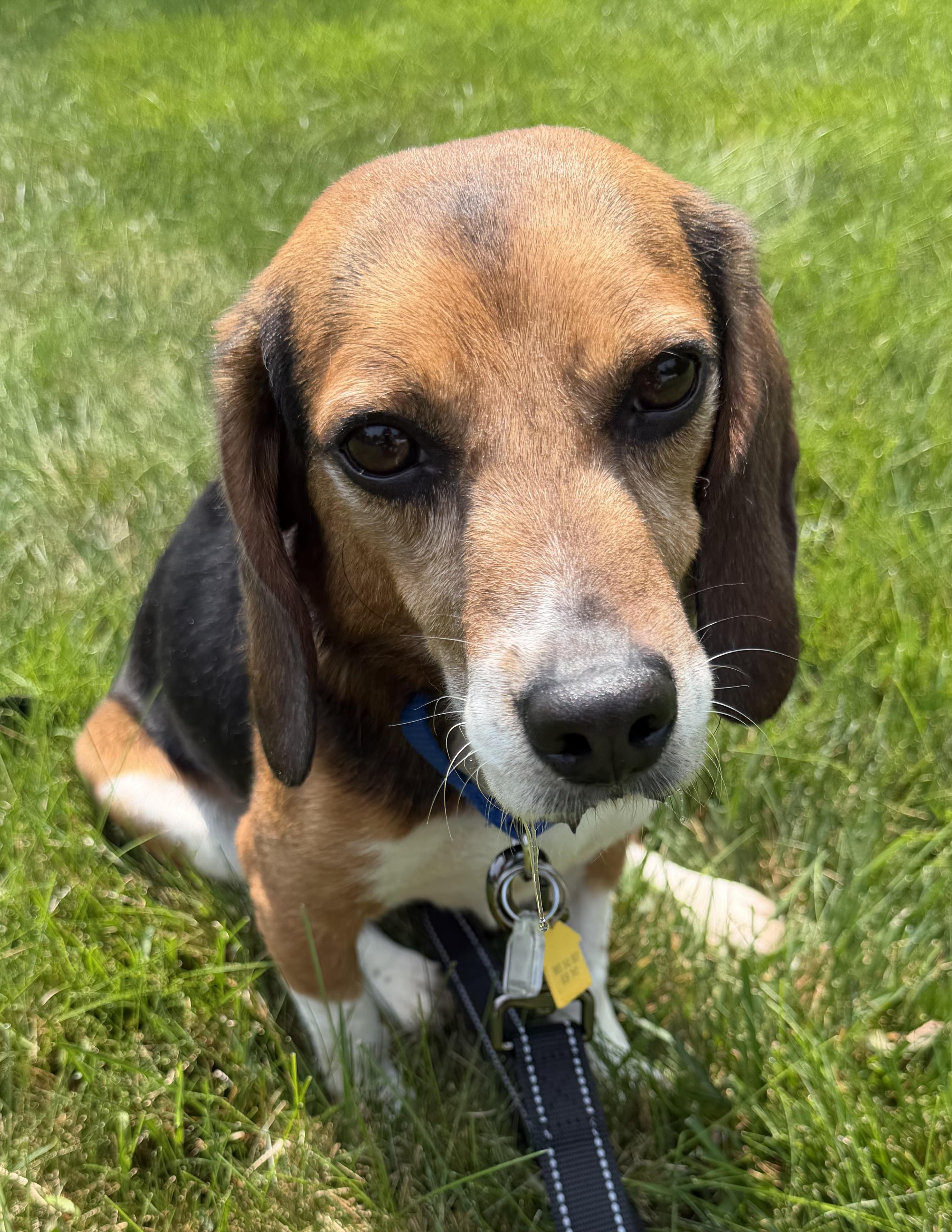 Cricket, a ADOPTABLE Beagle in South Plainfield, NJ image 2/2