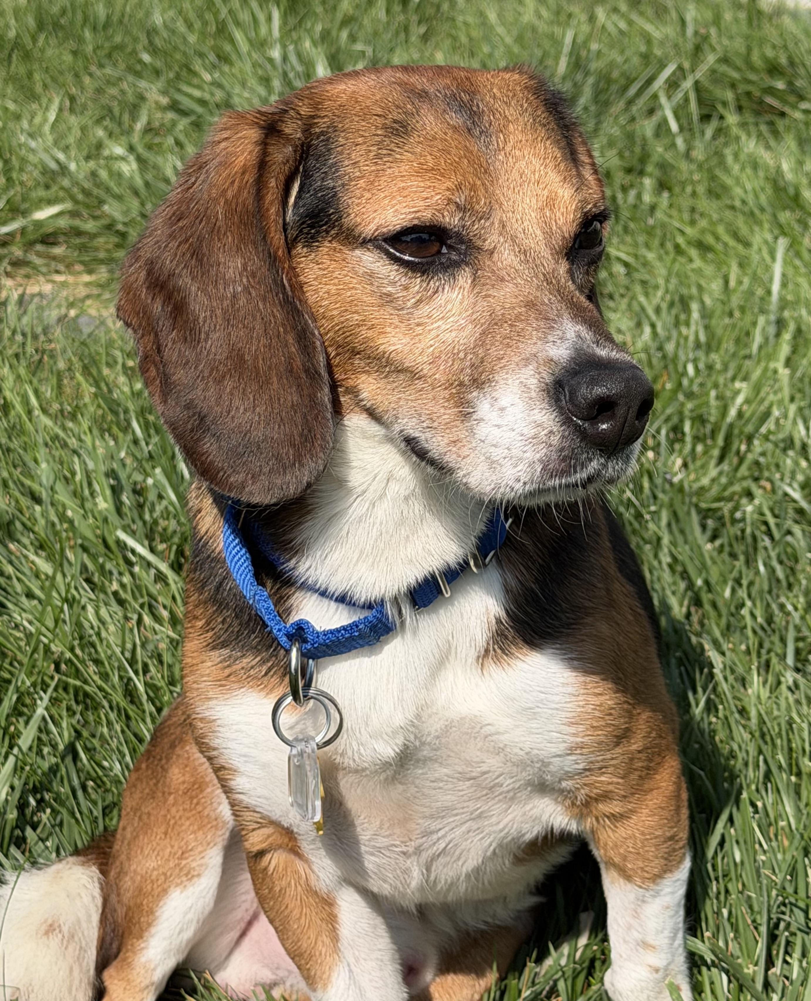 Cricket, ADOPTABLE, Adult Male Beagle.