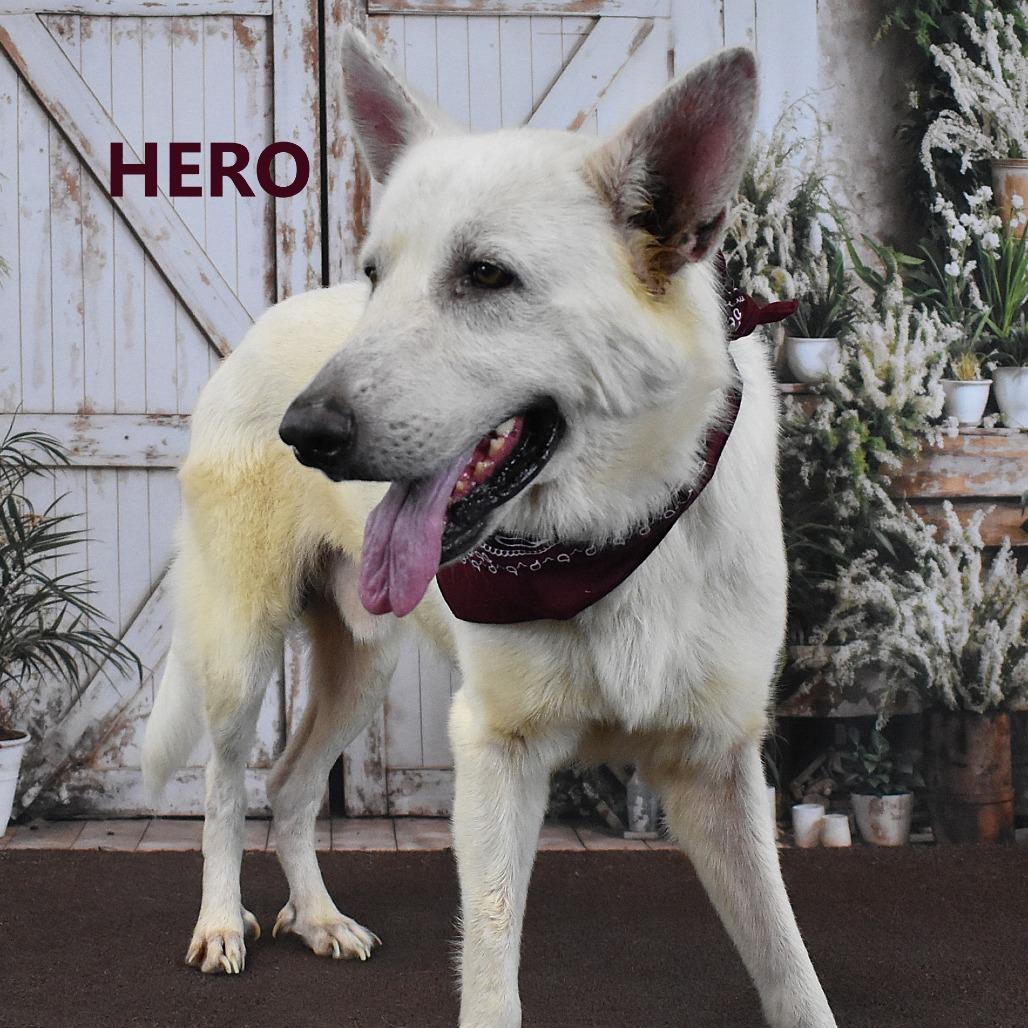 Hero, Adoptable, Senior Male German Shepherd Dog.
