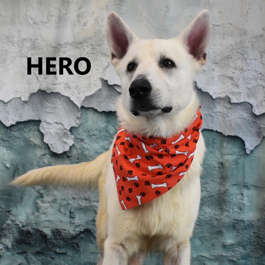 Enlarge Hero, a Adoptable German Shepherd Dog in Yuma, AZ image 2/4