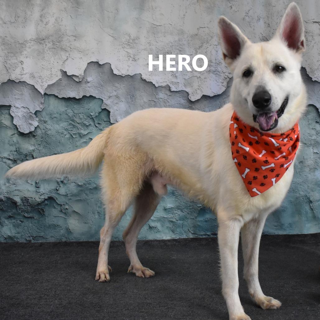 Enlarge Hero, a Adoptable German Shepherd Dog in Yuma, AZ image 3/4