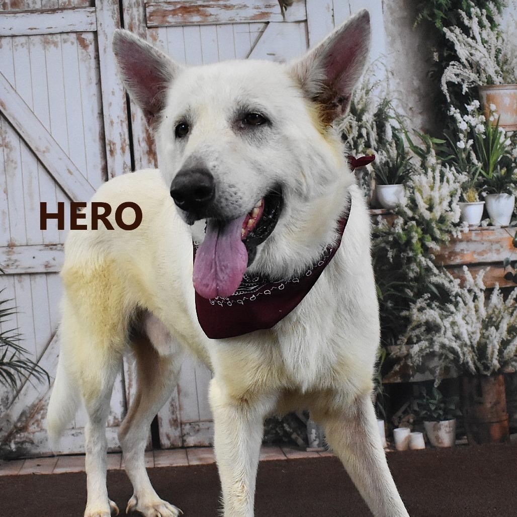 Enlarge Hero, a Adoptable German Shepherd Dog in Yuma, AZ image 4/4