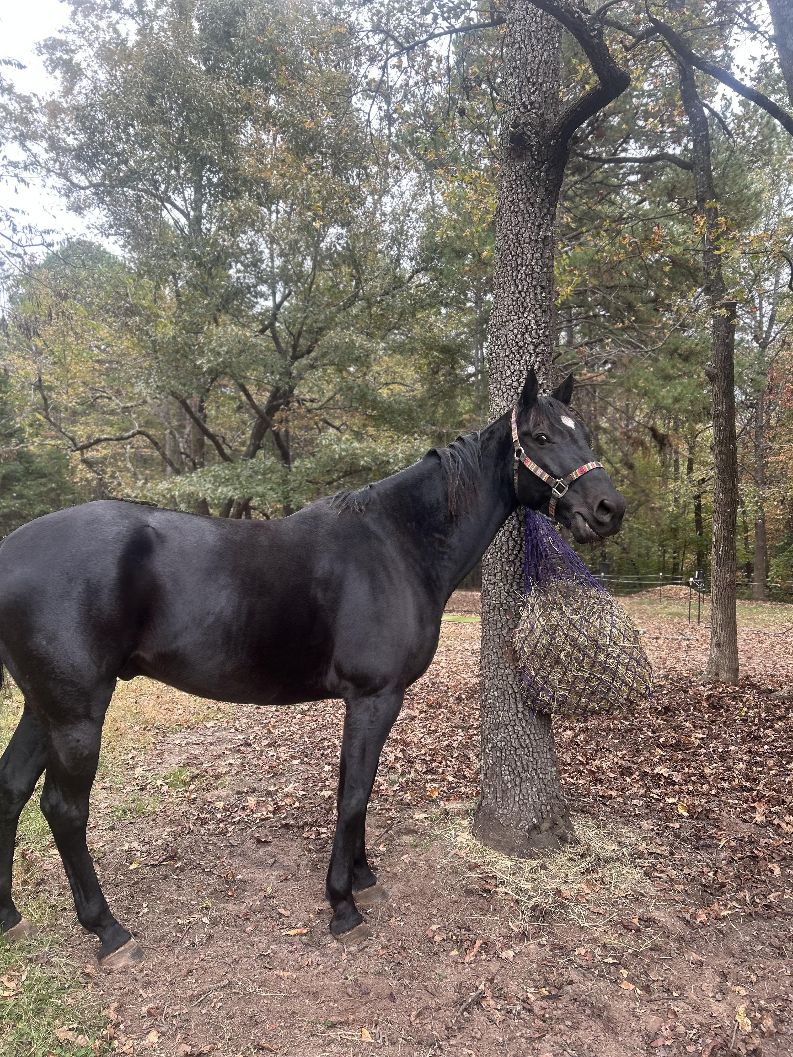 Enlarge Abel, a ADOPTABLE Quarterhorse in Ellenboro, NC image 1/1