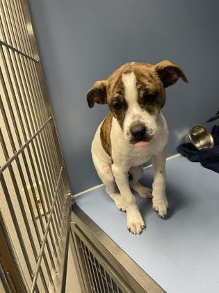 Enlarge Falcon, a Adoptable mixed breed in Maumee, OH image 1/1
