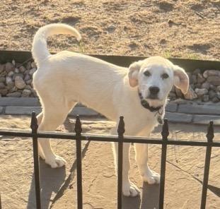 Enlarge Blizzard, a ADOPTABLE mixed breed in Louisburg, KS image 4/4