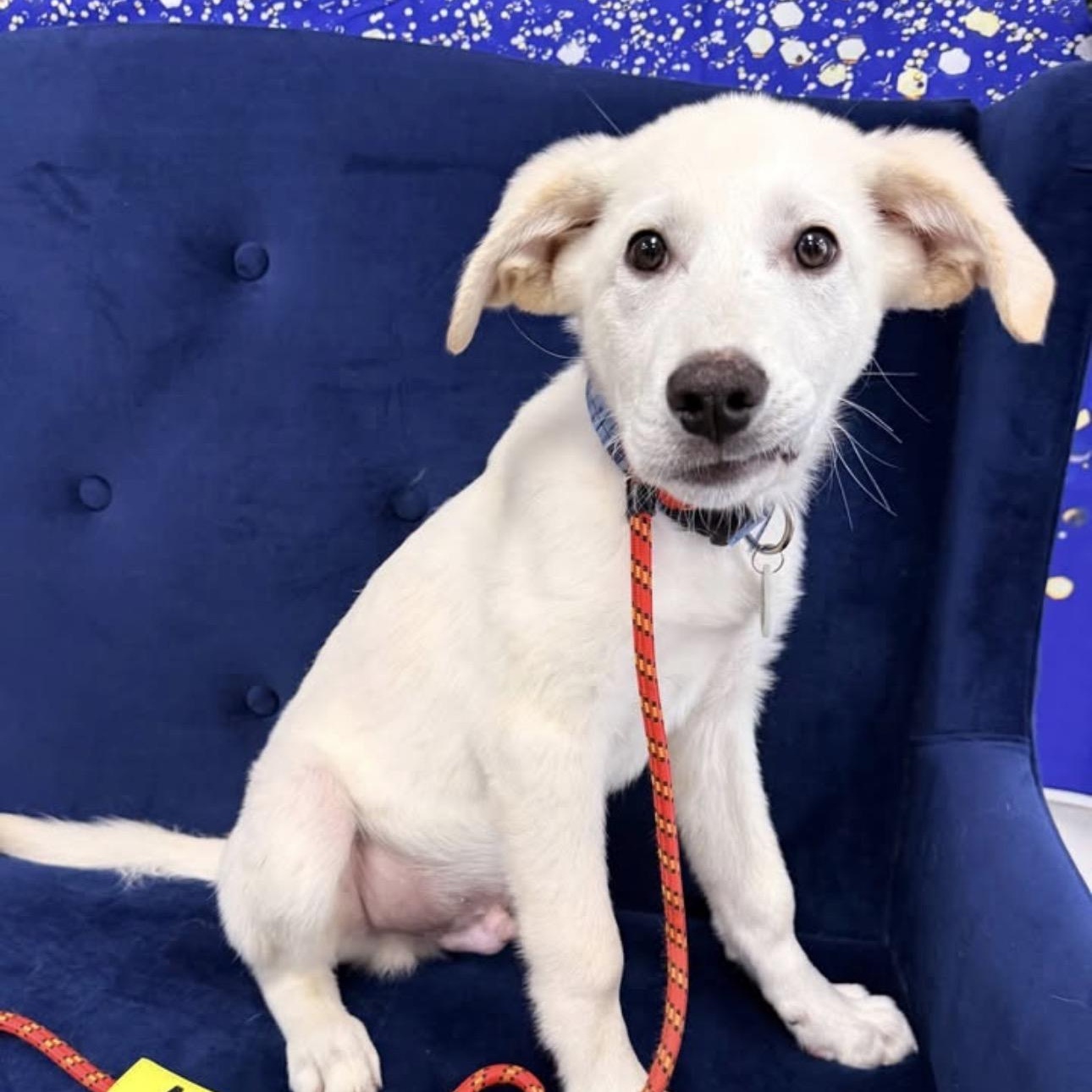 Enlarge Blizzard, a ADOPTABLE mixed breed in Louisburg, KS image 2/4