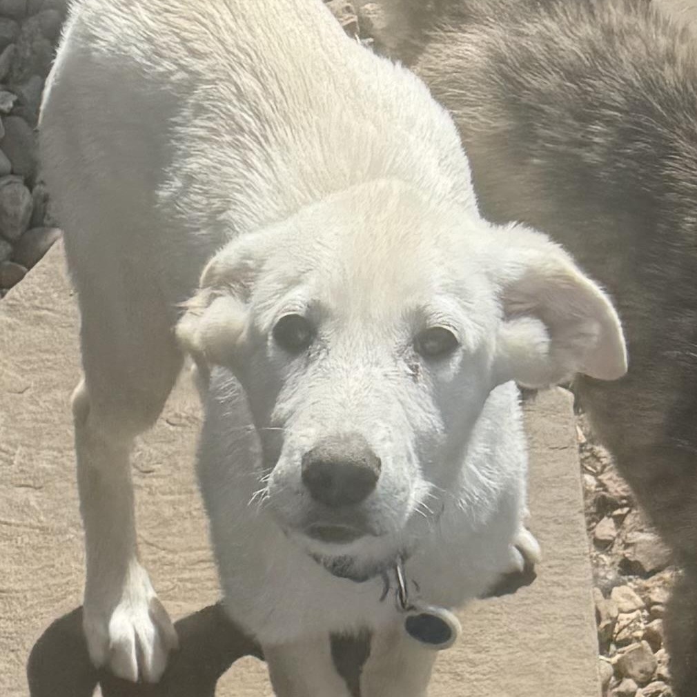 Enlarge Blizzard, a ADOPTABLE mixed breed in Louisburg, KS image 3/4