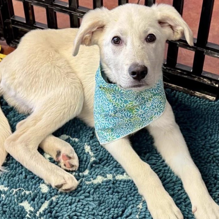 Blizzard, ADOPTABLE, Young Male Great Pyrenees.