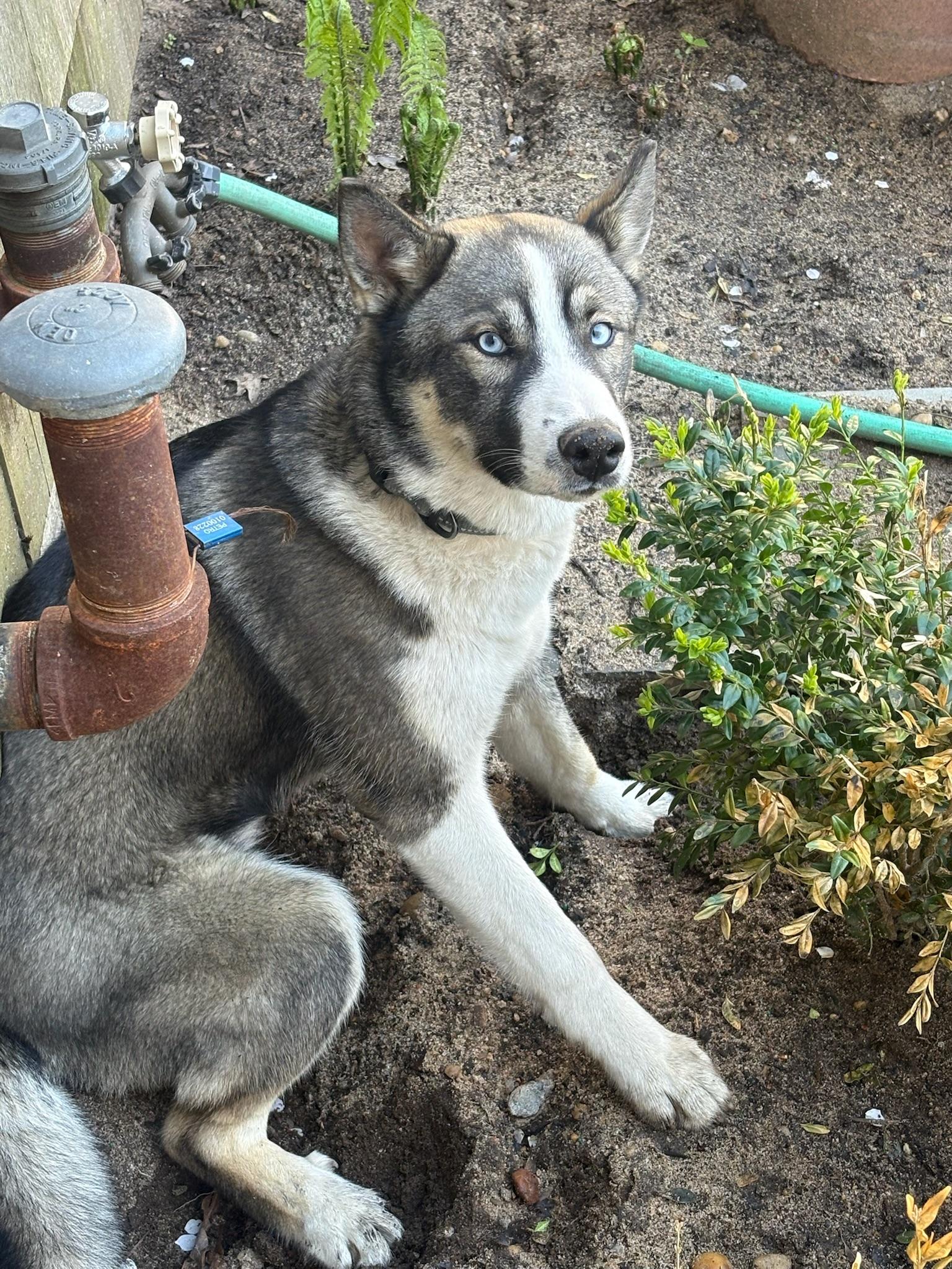 Rex, a ADOPTABLE Siberian Husky in Sagaponack, NY image 4/5