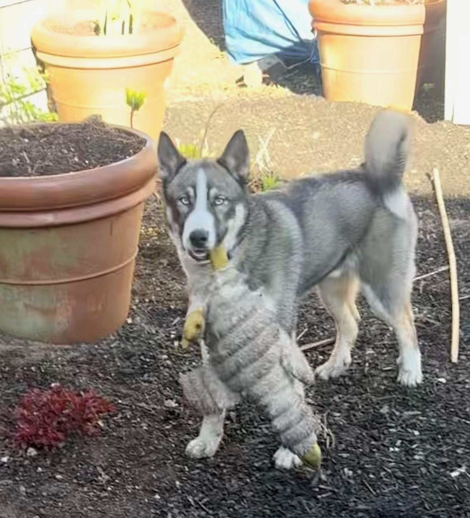 Rex, a ADOPTABLE Siberian Husky in Sagaponack, NY image 5/5