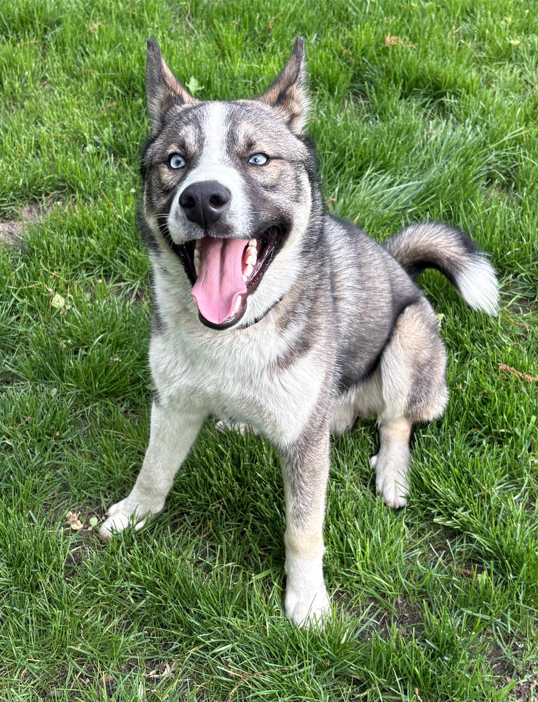 Rex, ADOPTABLE, Young Male Siberian Husky.