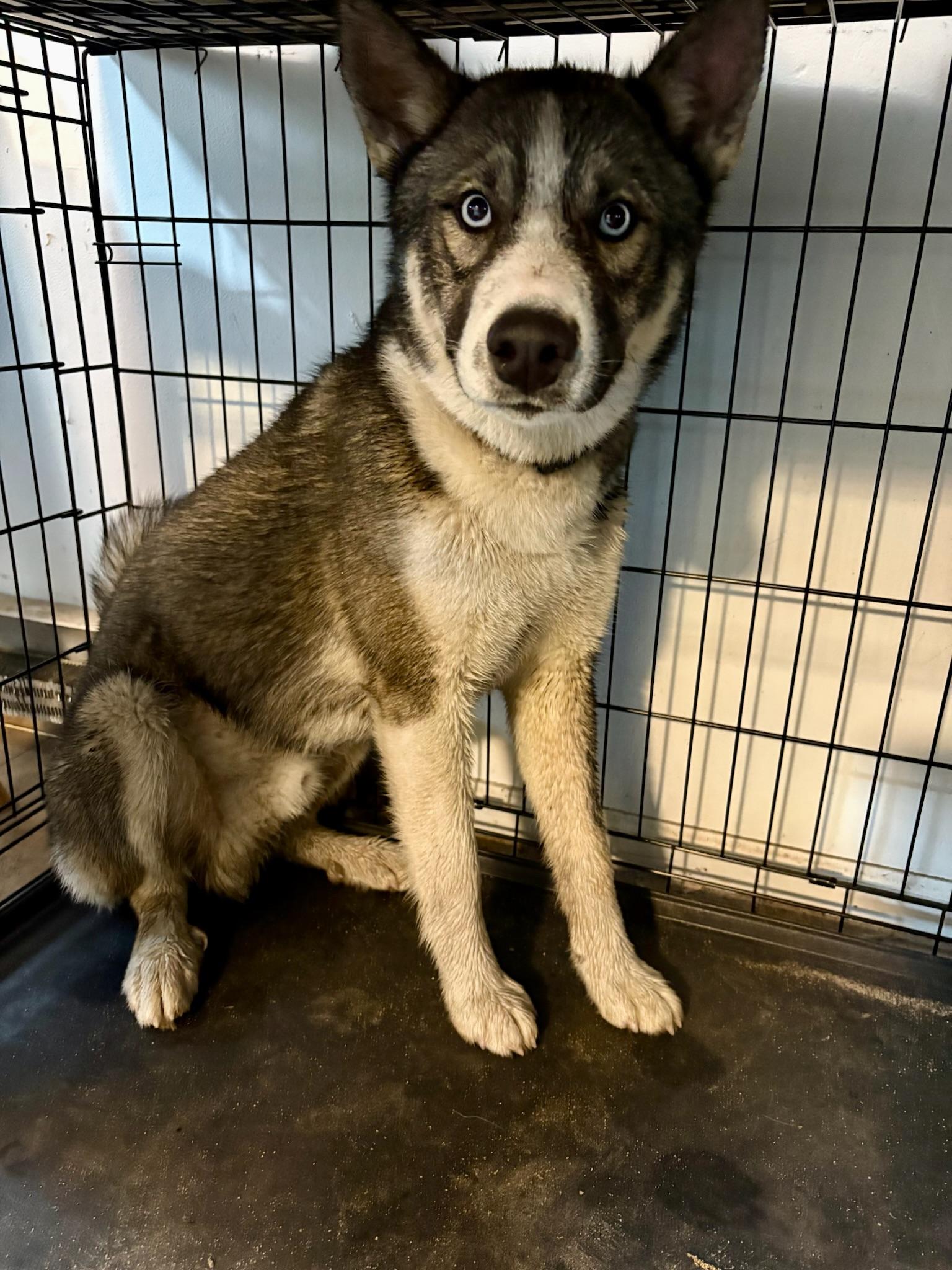 Rex, a ADOPTABLE Siberian Husky in Sagaponack, NY image 2/5