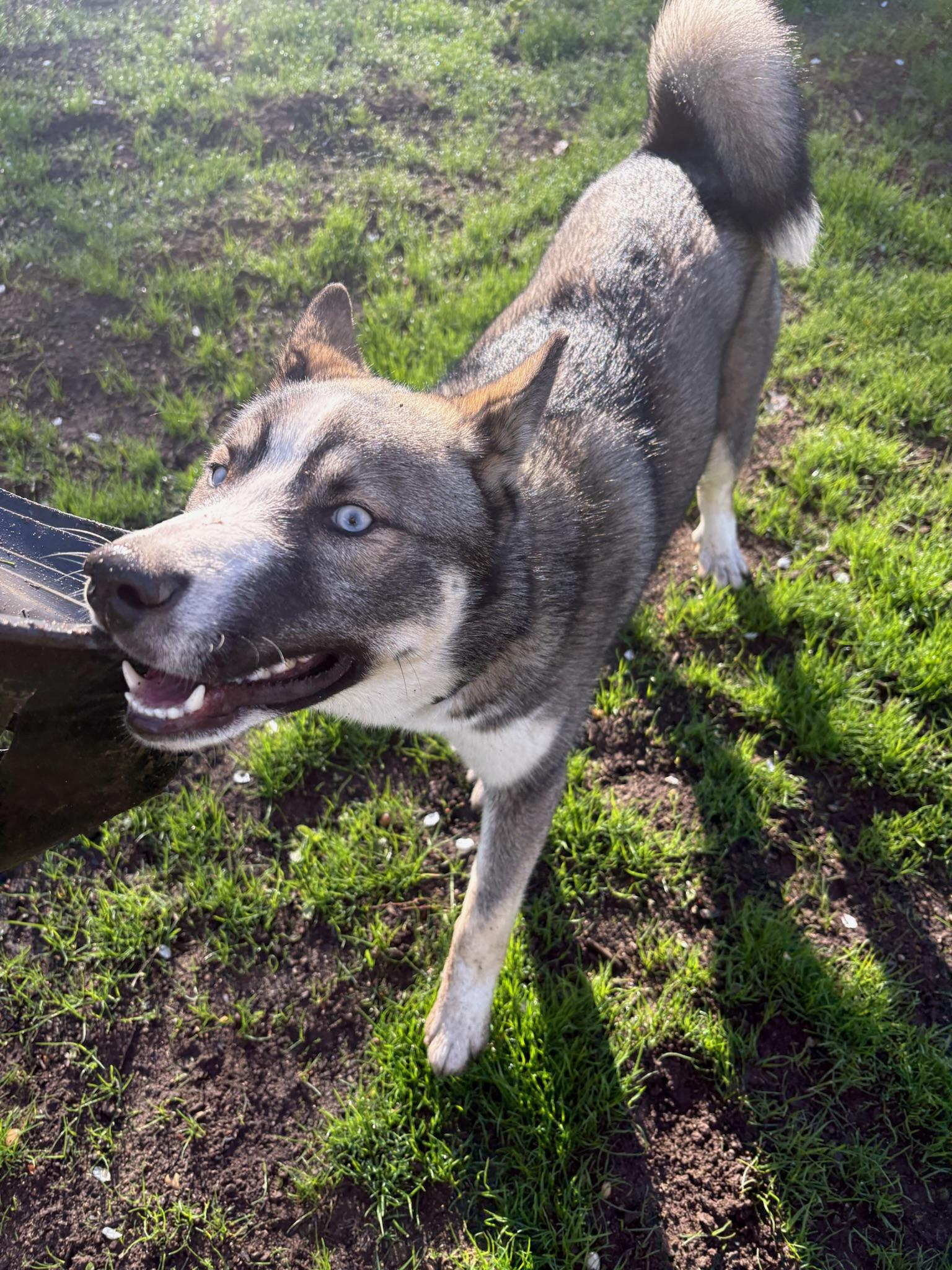 Rex, a ADOPTABLE Siberian Husky in Sagaponack, NY image 3/5