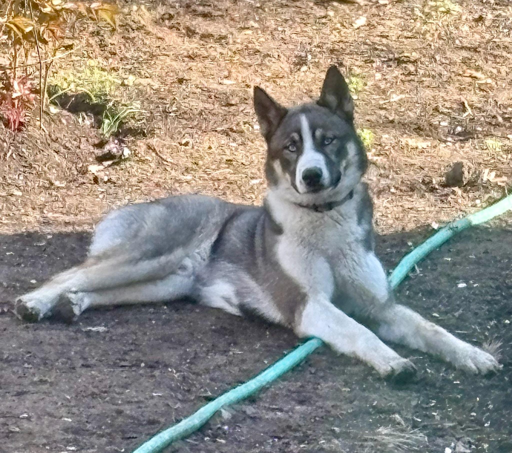 Rex, ADOPTABLE, Young Male Siberian Husky.