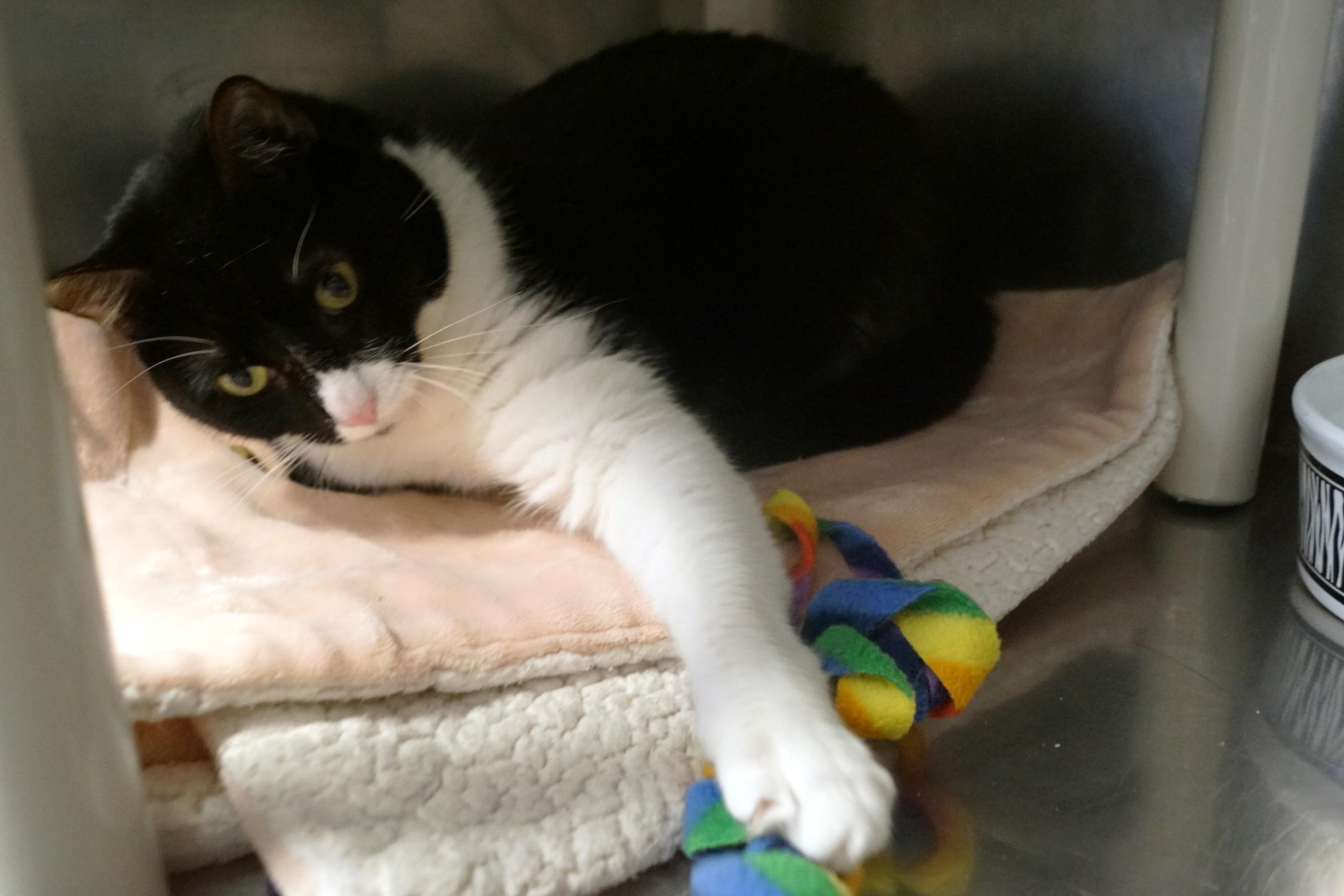 Enlarge Munchie- Meet Me at New Milford Petco!, an adopted Domestic Short Hair in New Milford, CT image 5/6