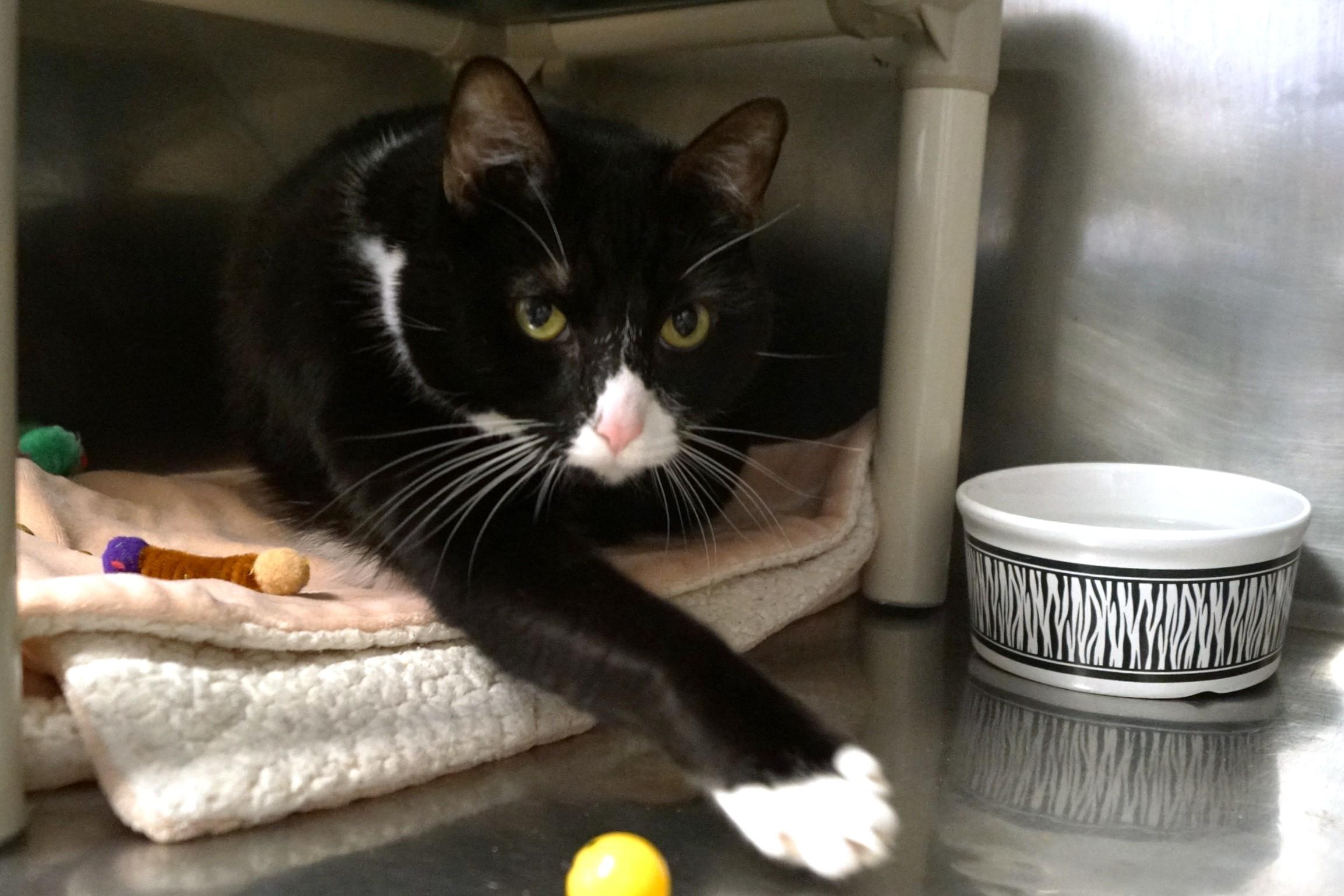 Enlarge Munchie- Meet Me at New Milford Petco!, an adopted Domestic Short Hair in New Milford, CT image 4/6